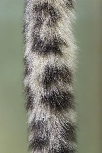 snow leopard tail 