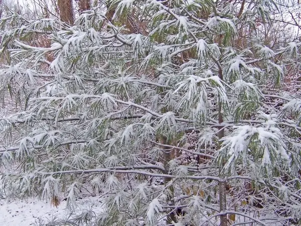 snow on pines