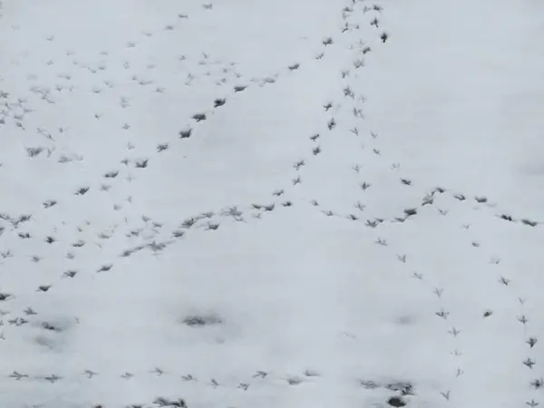 snow traces footprints