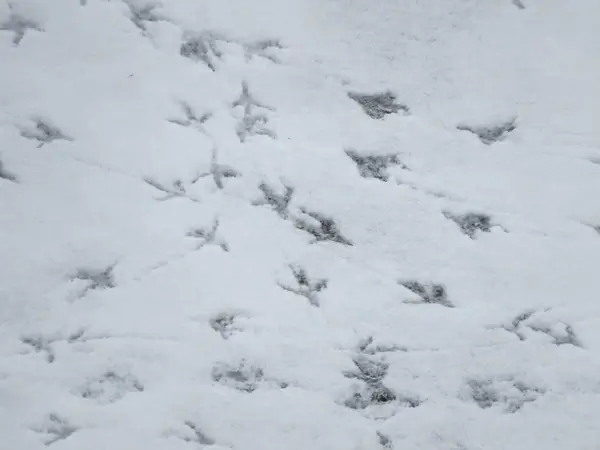 snow traces footprints