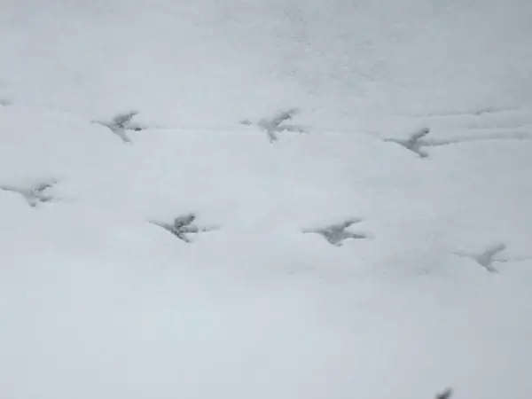 snow traces footprints