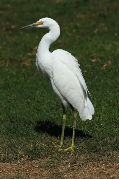 snowy egret on grass 