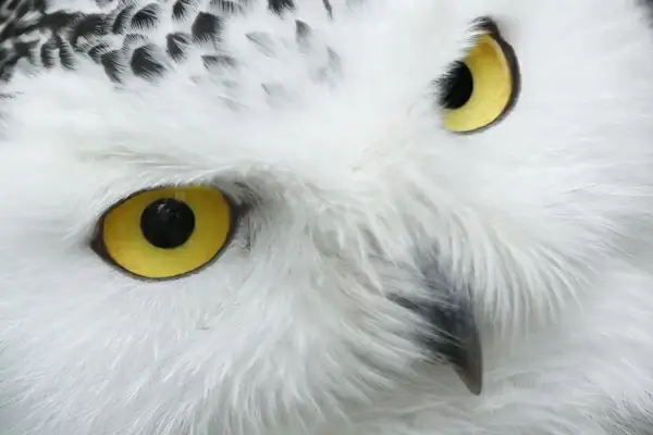 snowy owl eyes 