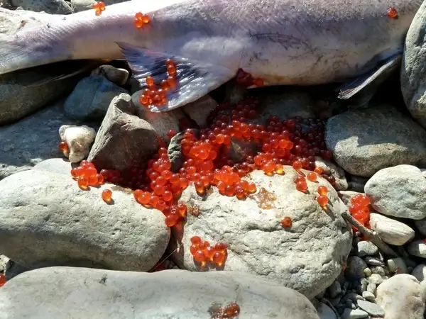 sockey salmon spawning
