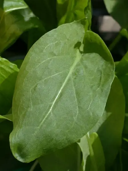 sorrel kitchen herb plant