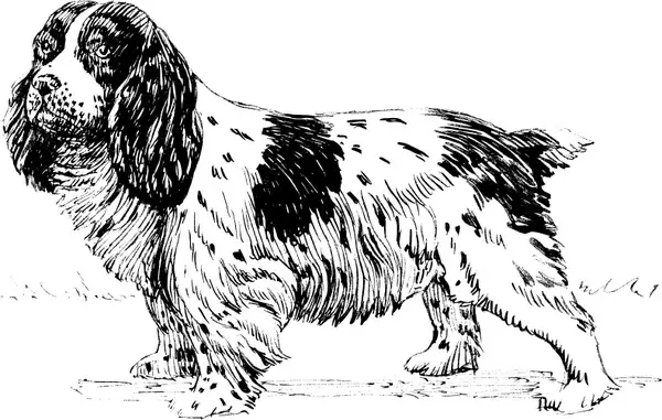 spaniel 2