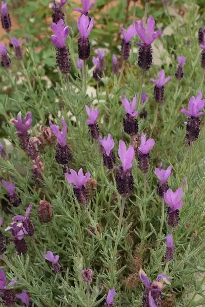 spanish lavender background