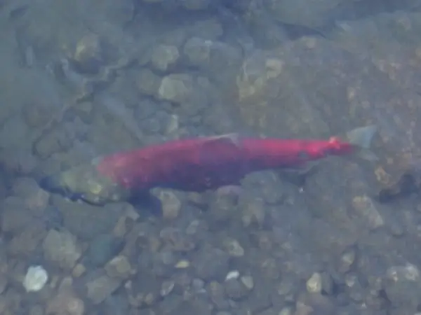 spawning salmon
