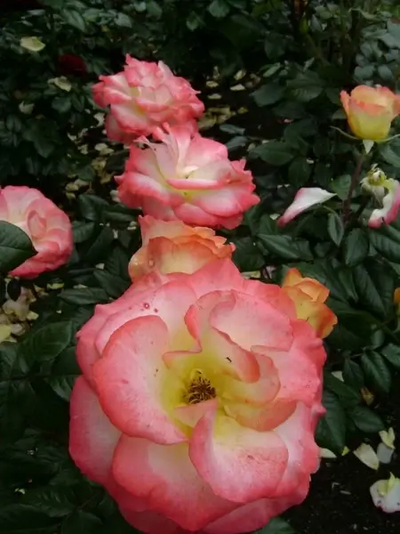 special rose
