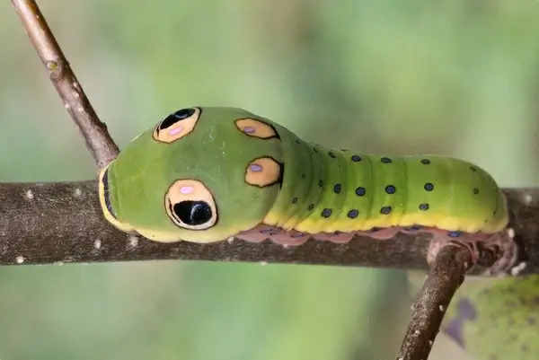 spicebush baby