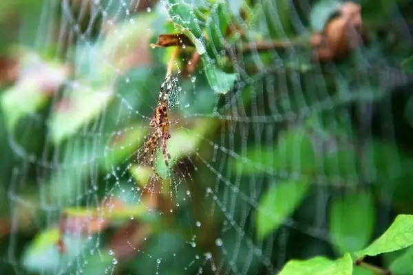 spider