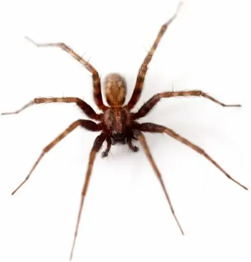 spider isolated