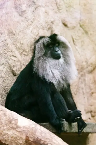 spider monkey