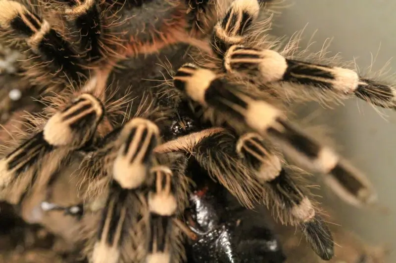 spider picture closeup hairy legs