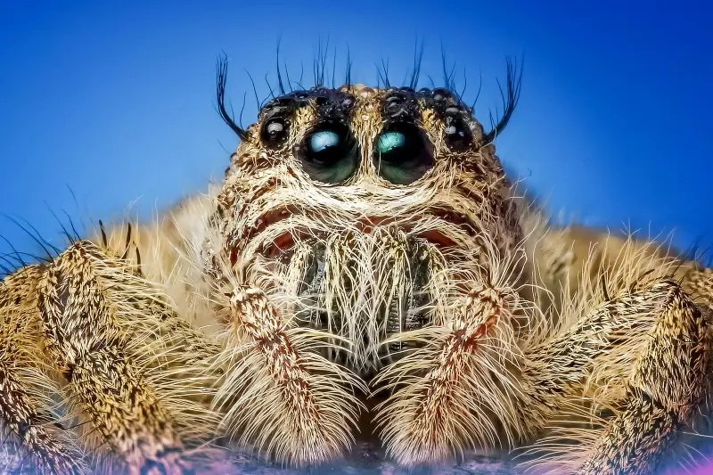 spider picture frightening closeup