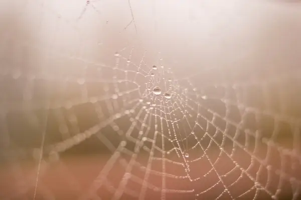 spider web