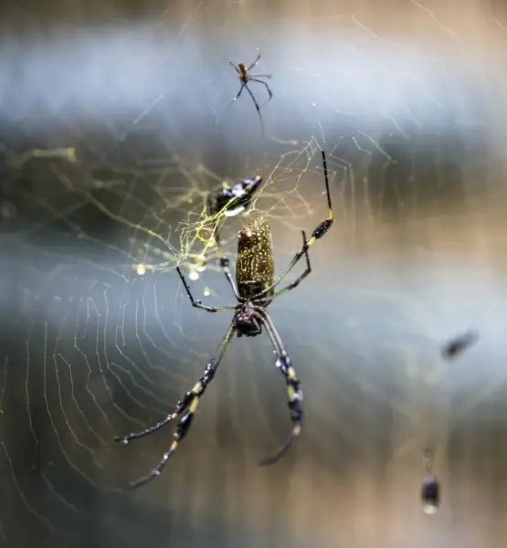 spider working on his web