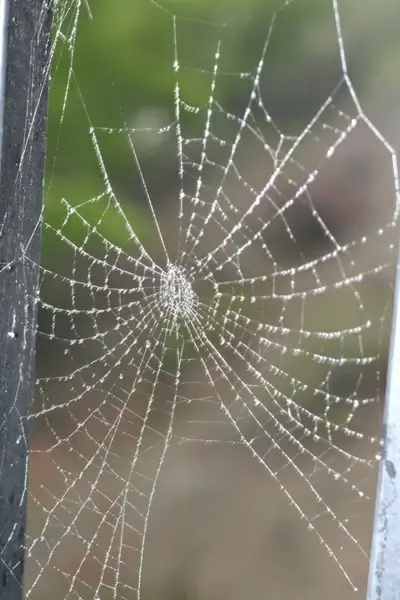 spiderweb covered with dew