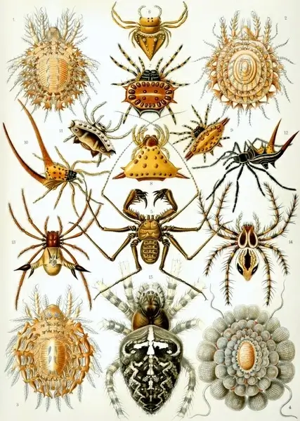 spin arachnids insect