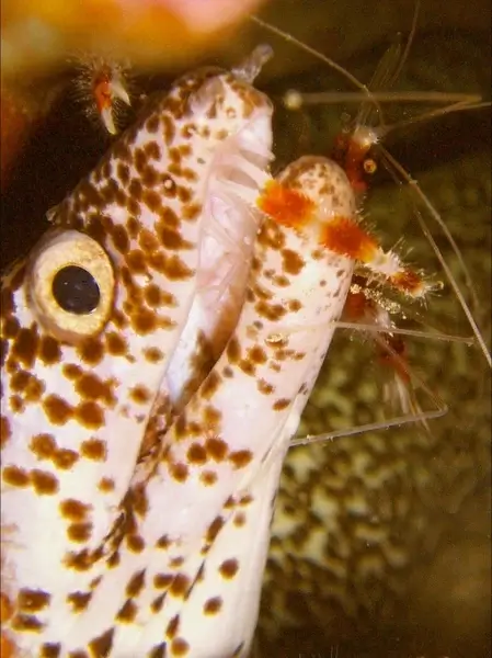 spotted moray eel sea-life dangerous
