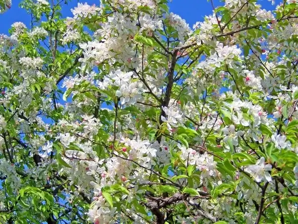 spring blossoms