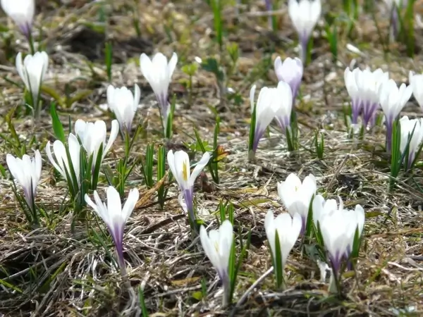 spring crocus crocus white