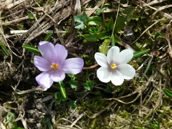 spring crocus crocus white