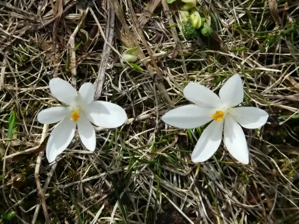 spring crocus crocus white