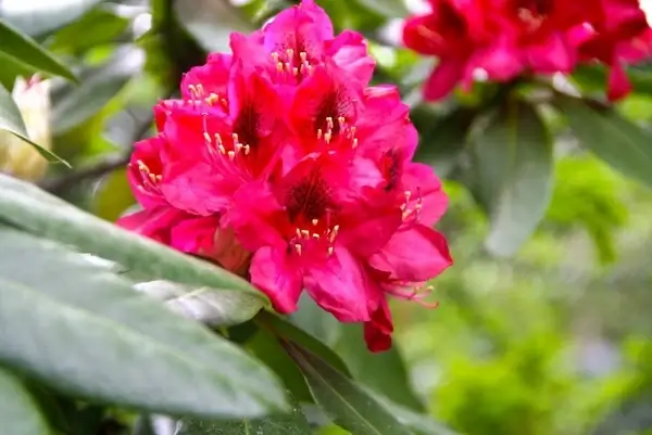 spring flower red rhododendron