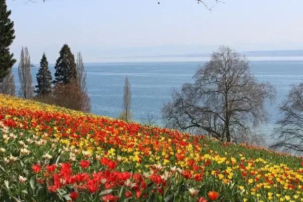 spring mainau tulips