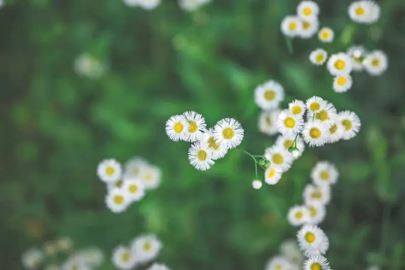 spring picture blooming chrysanthemum blurred scene