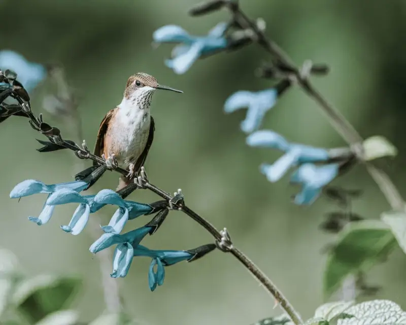 spring picture perching hummingbird flowers branch closeup 