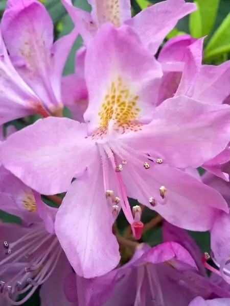 spring pink flower