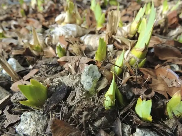 spring sprout plants