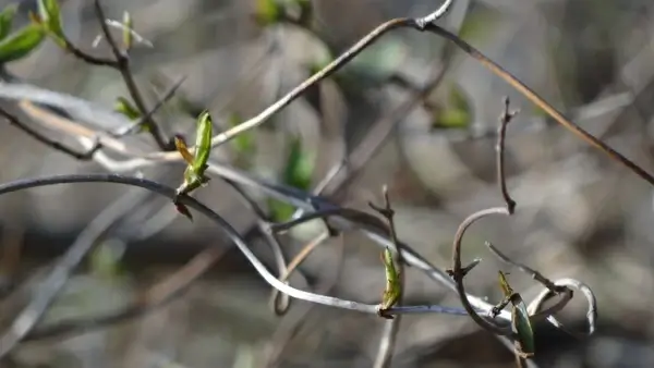 spring sprouts plant