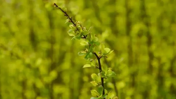 spring sunshine the spring messengers