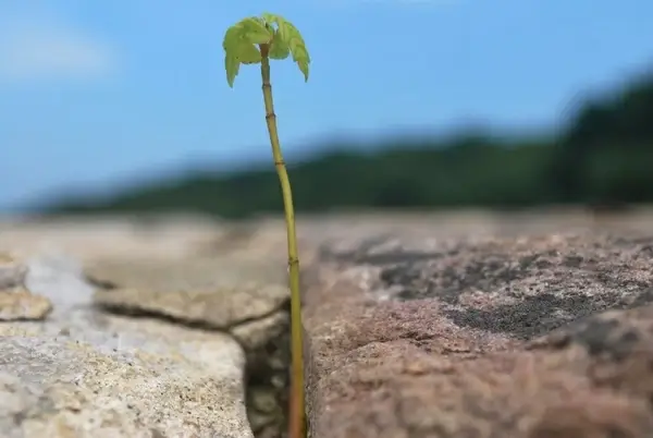 sprouting