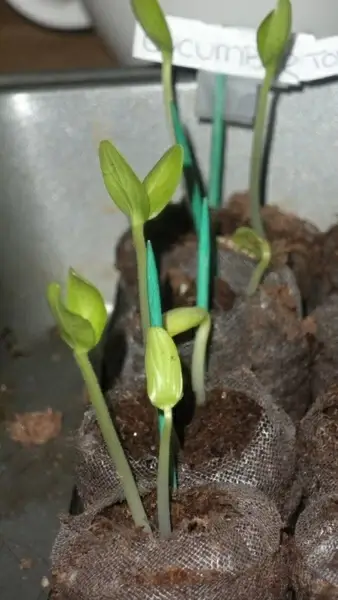 sprouting plants for the garden
