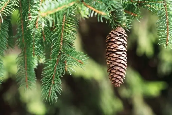 spruce cone