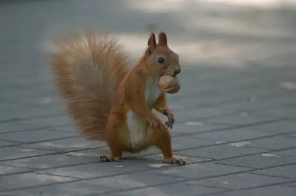 squirrel 