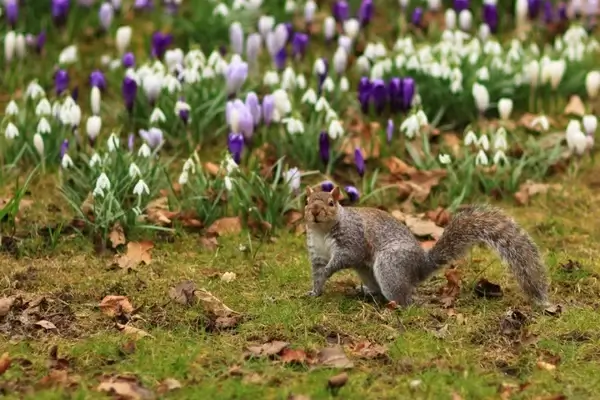 squirrel in park