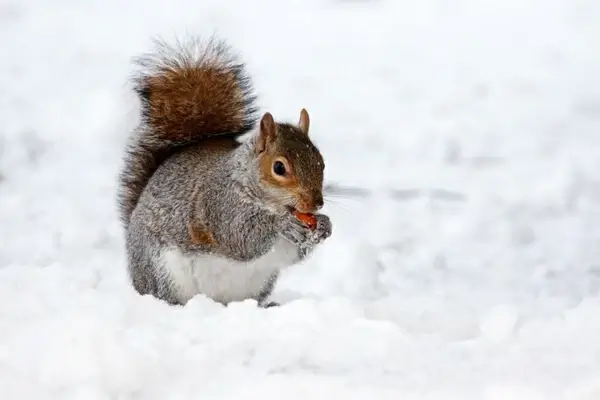 squirrel in winter