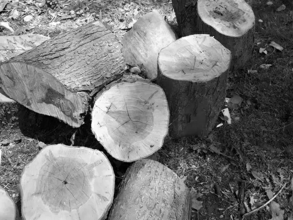 stacked logs