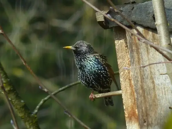 star bird animal 