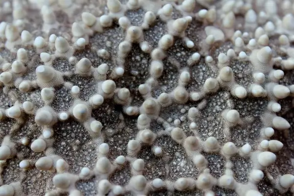 starfish macro close