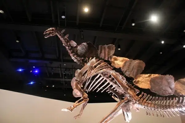 stegosaurus