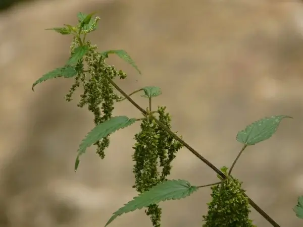 stinging nettle back light nature