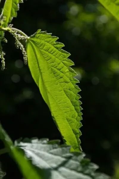 stinging nettle leaves burning hair