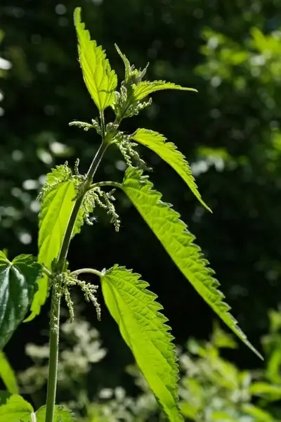 stinging nettle leaves burning hair