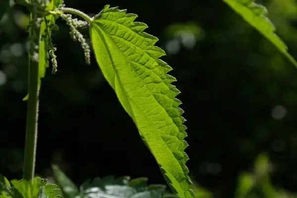 stinging nettle leaves burning hair
